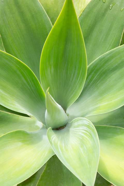 Villa Ischia - View 13