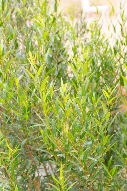 Villa Ischia - View 38